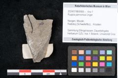 Foto (Objekt + Etikett) von Ruppia pannonica Unger (NHMW-GEO-2024-0188-6665)